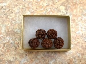 Rudraksha - Five Kauai-Grown Beads in a Golden Box