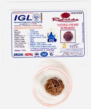 Rudraksha - Four Faces (Authentication Included)