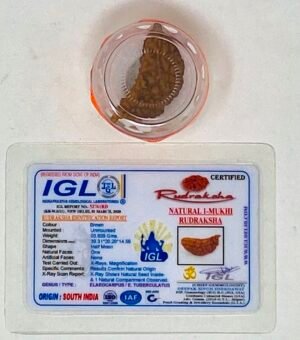 Rudraksha - One Face (Authentication Included)
