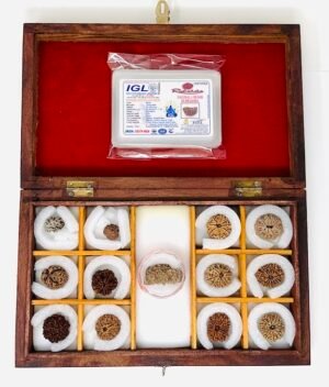 1-13 Face Rudrakshas in a Box