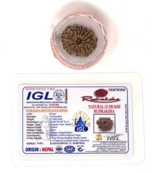 Rudraksha - 12 Mukhi (face) with Certificate