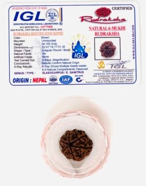 Rudraksha – Six Faces (Authentication Included)