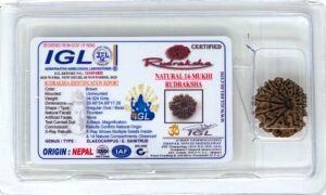 Rudraksha – 14 Mukhi (face) with Certificate