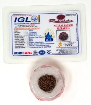 Rudraksha – 8 Mukhi (face) with Certificate