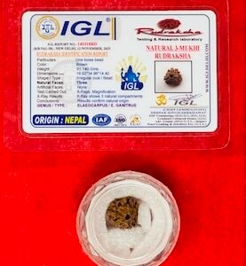 Rudraksha - Three Faces (Authentication Included)