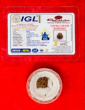Rudraksha - Three Faces (Authentication Included)