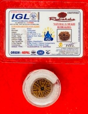 Rudraksha 11-Face (Mukhi) from Nepal