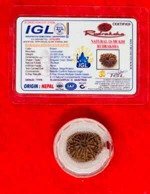 Rudraksha 13-face (mukhi) with Authentication Certificate