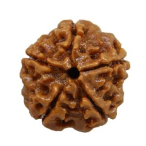 Rudraksha - Five-Faces with Authentication Certificate
