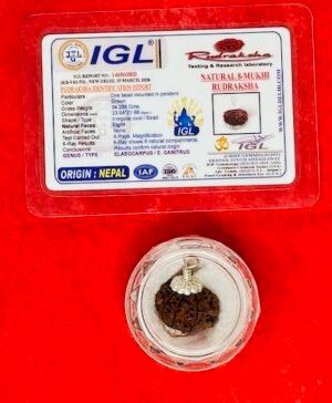 Rudraksha 8-face (mukhi) with silver cap and Authentication certificate