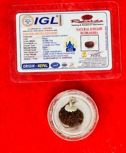 Rudraksha 8-face (mukhi) with silver cap and Authentication certificate