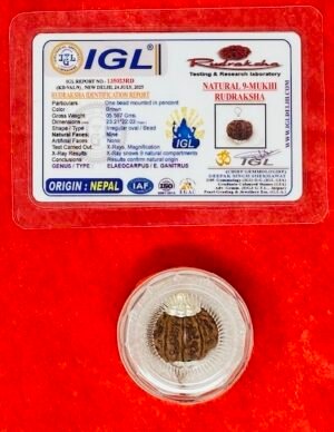 Rudraksha Nine-Faces Silver Capped with Authentication Certificate