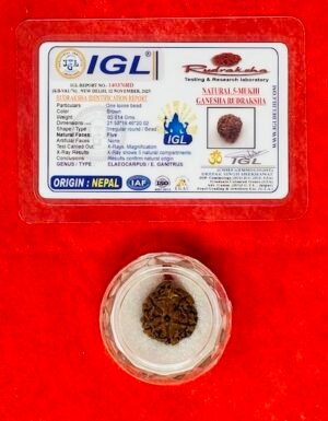 Rudraksha - Ganesh - Various Faces with Authentication Certificate