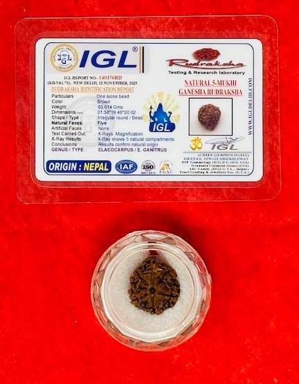 Rudraksha - Ganesh - Various Faces with Authentication Certificate