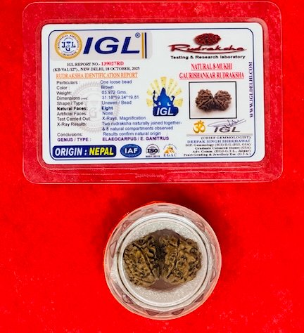 Rudraksha - Gauri Shankar - with Authentication Certificate